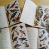 L. Delapchier Petit atlas des oiseaux N. Boubée & Cie 1940 1941 4 tomes complet – Image 2