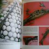 S. Masini G. Rotasso Le livre des armes à feu – Image 2