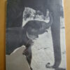 P. Falconnet Le petit éléphant Photographies Ylla 1955 – Image 5