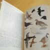 C.A.W. Guggisberg Les Alpes Minéraux Végétaux Animaux petit atlas de poche Payot n°10 – Image 4