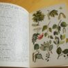 C.A.W. Guggisberg Les Alpes Minéraux Végétaux Animaux petit atlas de poche Payot n°10 – Image 3