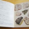 C.A.W. Guggisberg Les Alpes Minéraux Végétaux Animaux petit atlas de poche Payot n°10 – Image 2